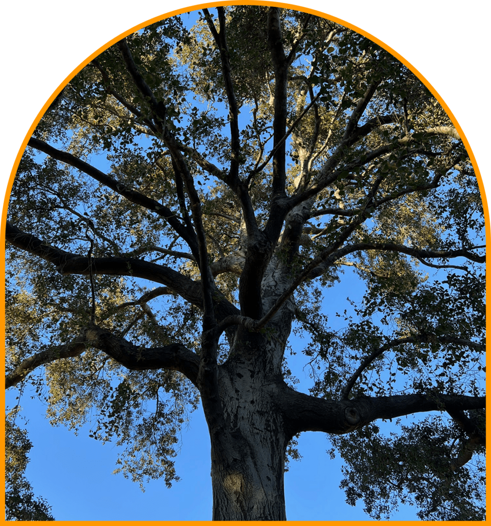 Frame 1618873774 A large tree with a sky background